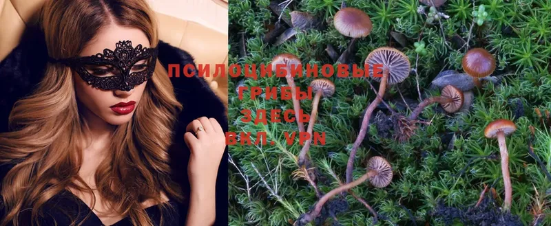 Галлюциногенные грибы Psilocybe  Волчанск 